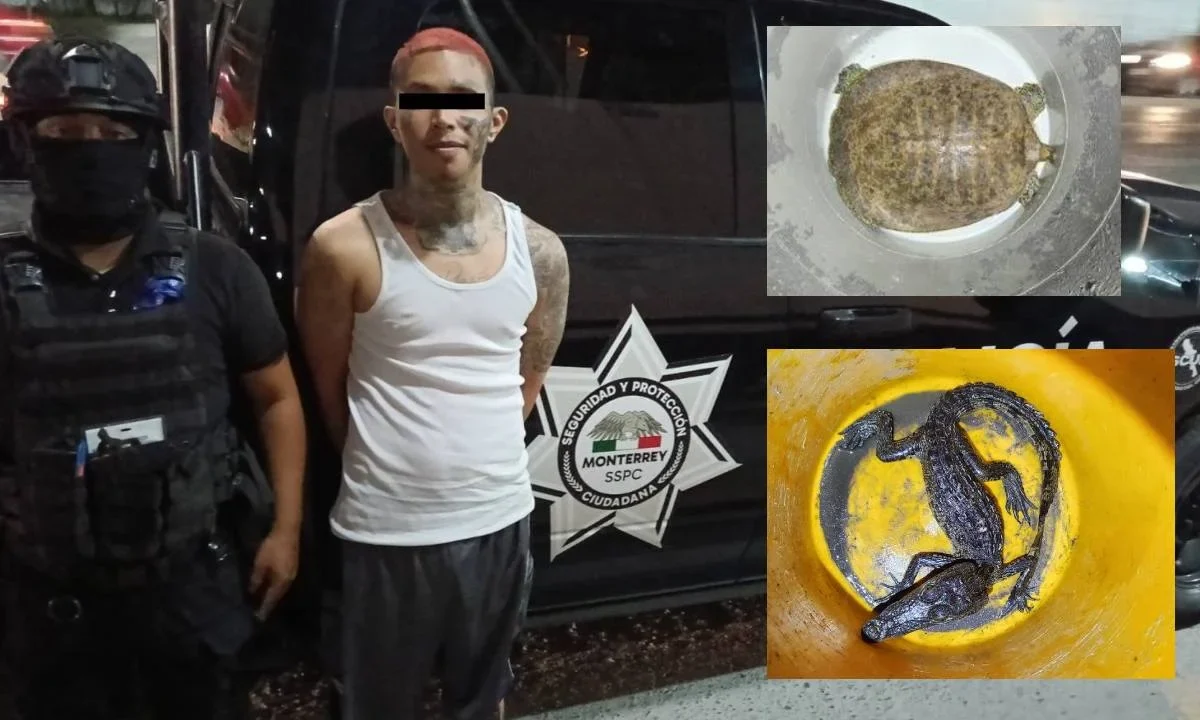 Por andar brincando en las azoteas, un hombre fue detenido en Monterrey; y durante una revisión, se le aseguró un caimán y una tortuga.