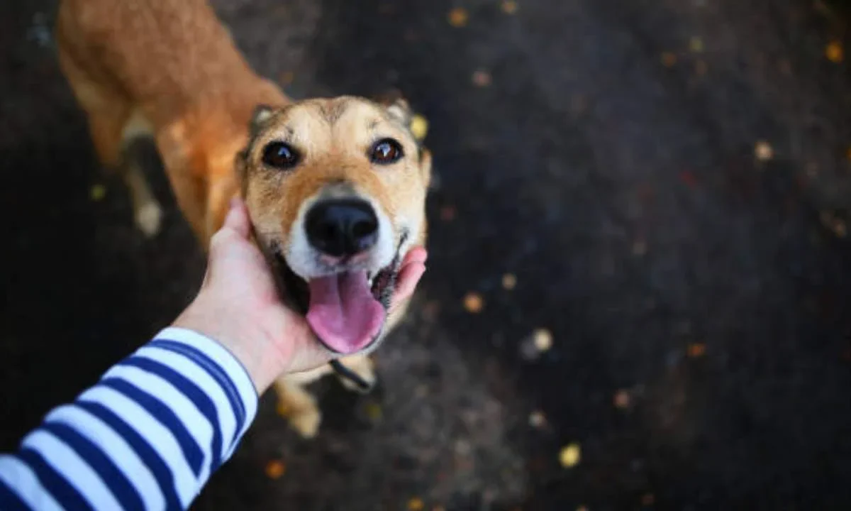 Estos son los pasos a seguir tras rescatar a un perro de la calle