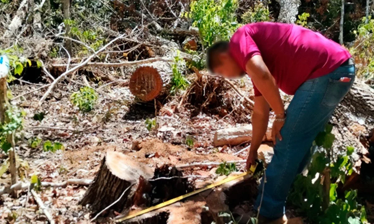 Las afectaciones a la selva de Yucatán se han dado en zonas del sur, como Tekax y Nohalal.