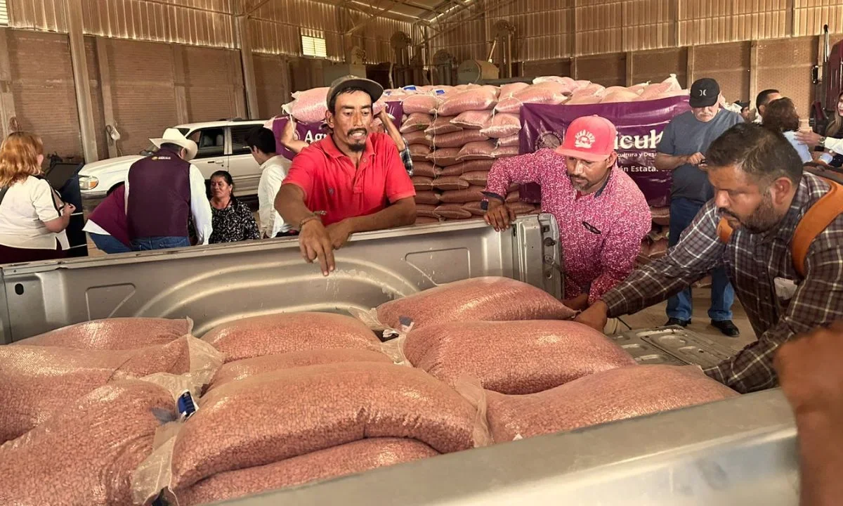 La Secretaría de Agricultura entregó 63 mil 850 kilogramos de frijol pinto Saltillo en Durango.