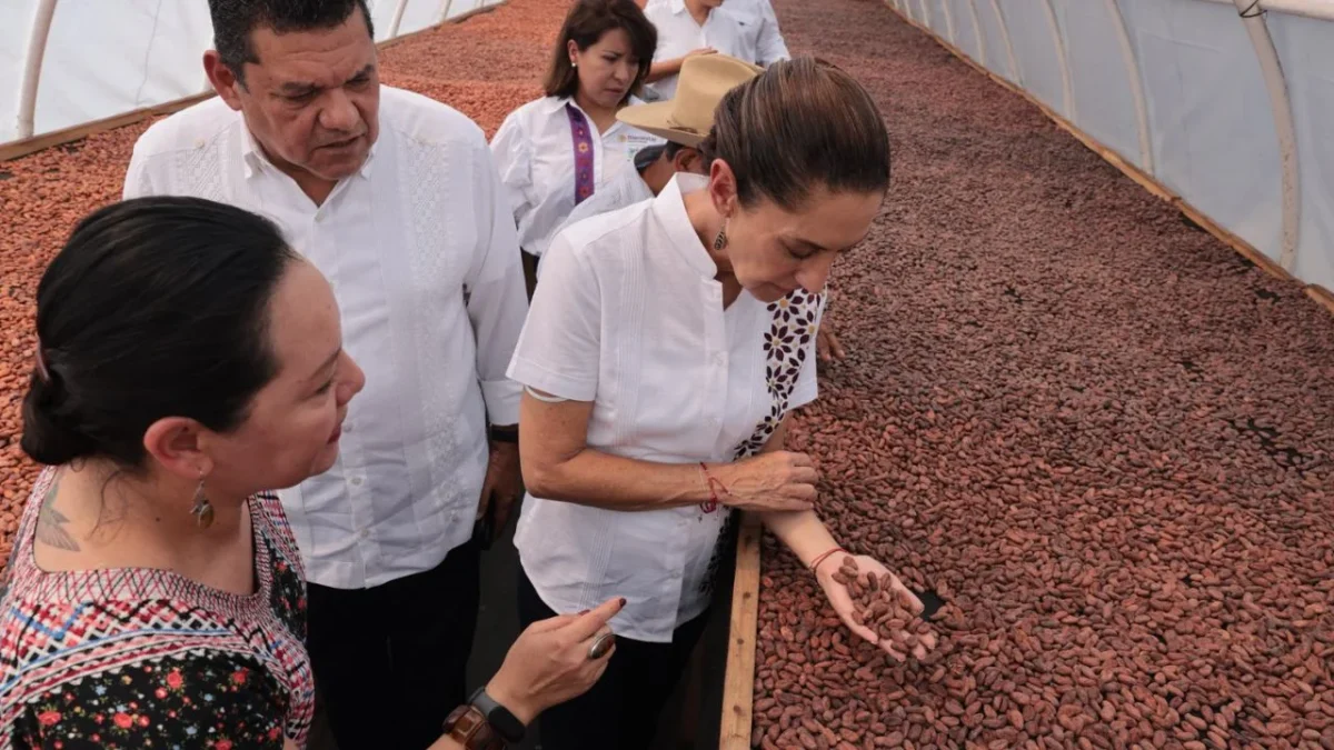 Sheinbaum visitó un vivero en Tabasco que forma parte del programa Sembrando Vida, donde se produce cacao para el Chocolate del Bienestar.