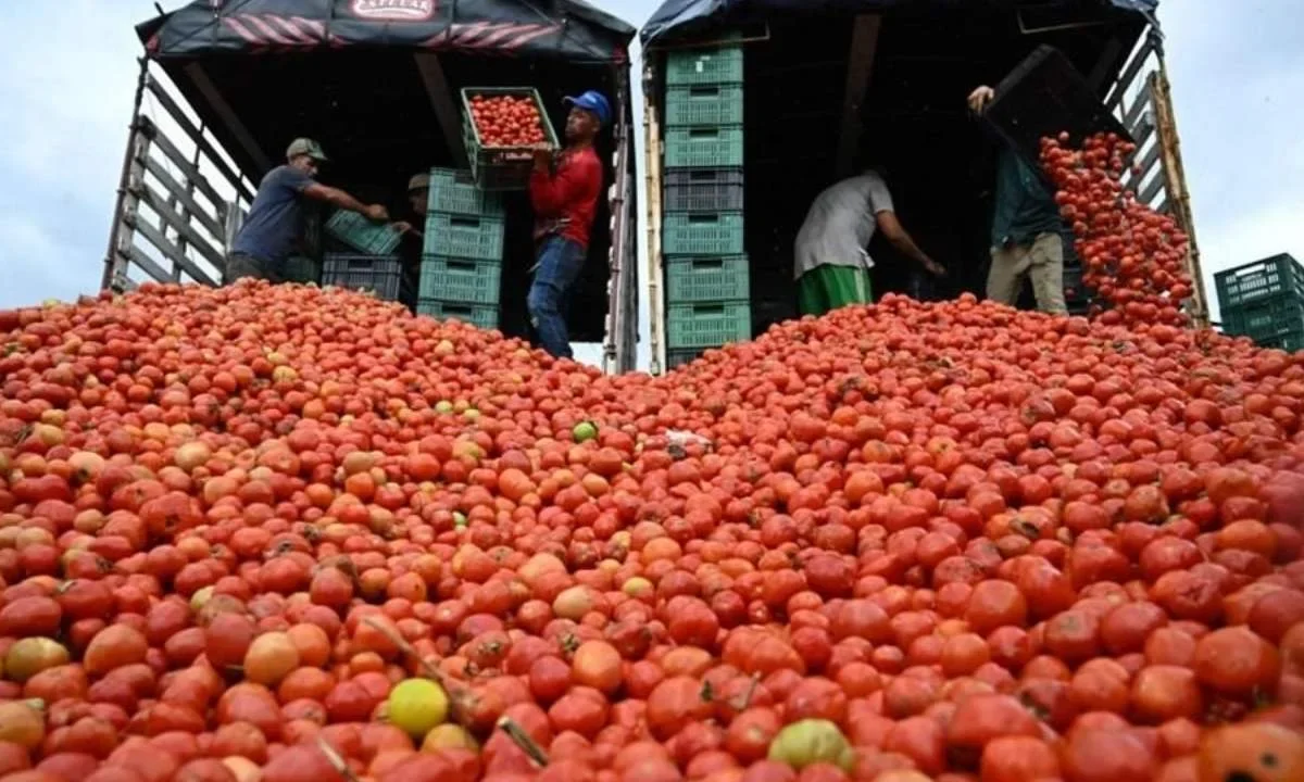 Claudia Sheinbaum rechaza arancel al jitomate y anuncia apoyo a productores en el marco del Plan México.