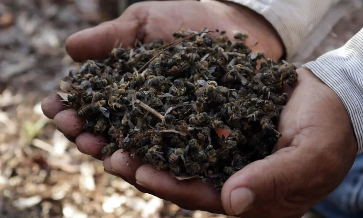 La Profepa recorrió el paraje San Diego Buenavista y constató que la vegetación natural fue reemplazada por un terreno nivelado. 