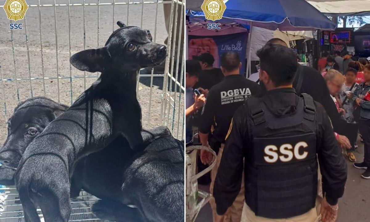 Vender perros va en contra de lo establecido en la Ley General de Protección Animal de la CDMX, por lo que autoridades intervinieron.