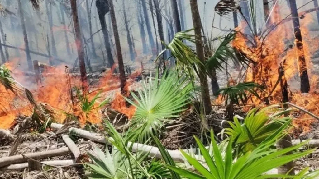Incendio en Holbox arrasa con la reserva Yum Balam. Noticias en tiempo real