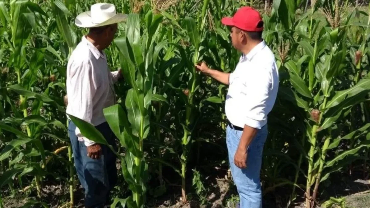 El titular de Sader, Julio Berdegué Sacristán, encabezó dos reuniones estratégicas en Veracruz