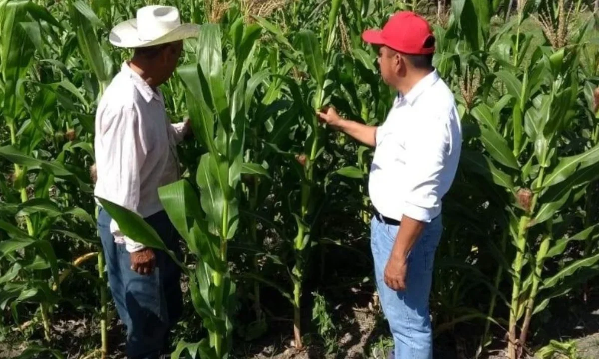 El titular de Sader, Julio Berdegué Sacristán, encabezó dos reuniones estratégicas en Veracruz