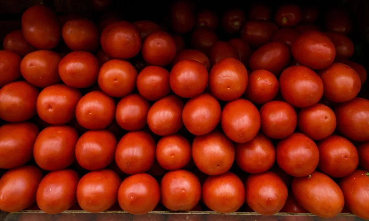 El gobierno de México fijó precios mínimos de exportación para el jitomate fresco a Estados Unidos, esto se informó en el DOF.